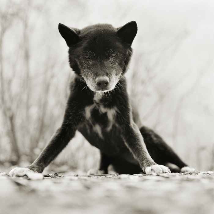 Questa donna combatte la sua paura dell'invecchiamento scattando foto di animali domestici anziani