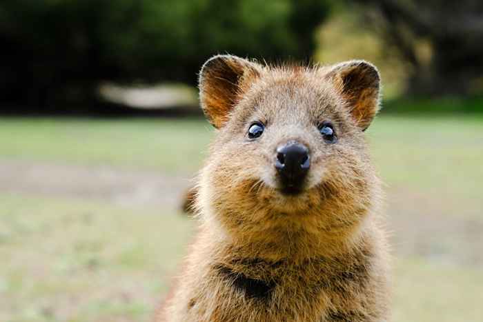 ¿Qué es un quokka?? 15 hechos sobre la criatura más feliz de la tierra