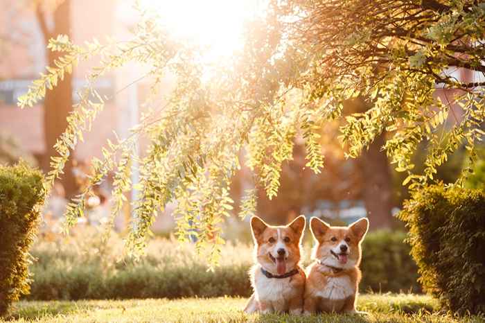 15 hechos fascinantes sobre los corgis real