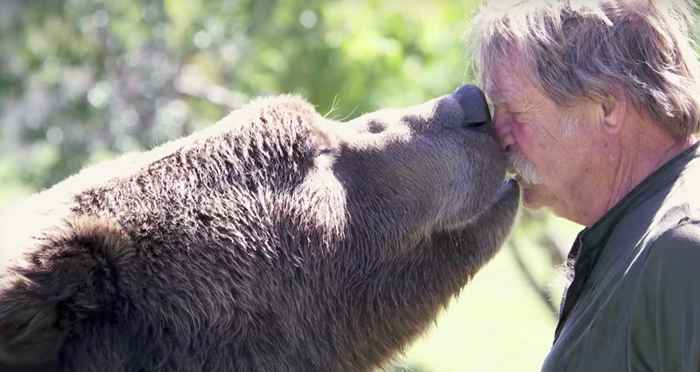 18 Fotos, die beweisen, dass Bären im Grunde nur große Welpen sind