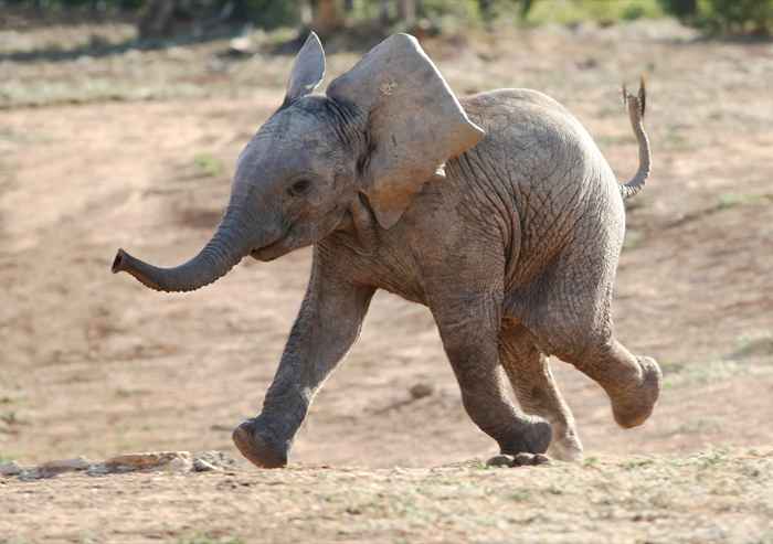 20 chistes de elefante tan graciosos que te reirás tus baúles