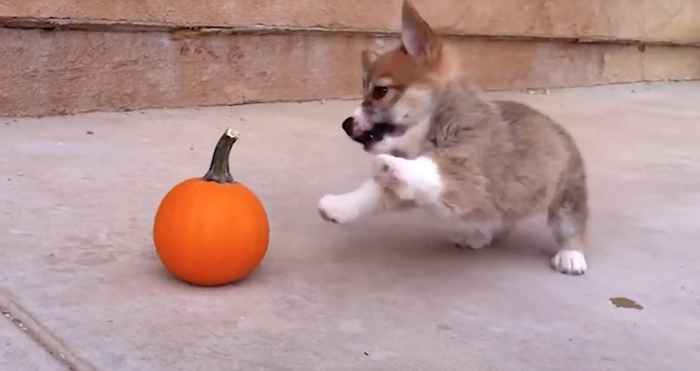 21 Photos adorables de chiots vaincant des ennemis très maléfiques