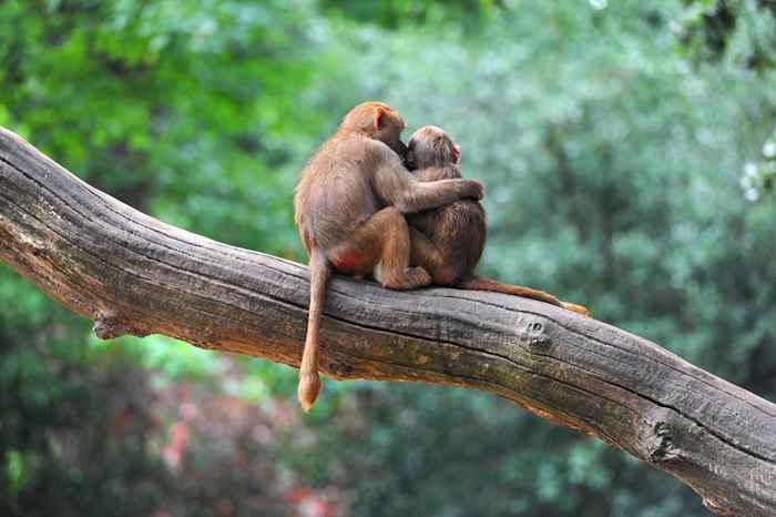 23 foto di animali innamorati che ti faranno sciogliere letteralmente