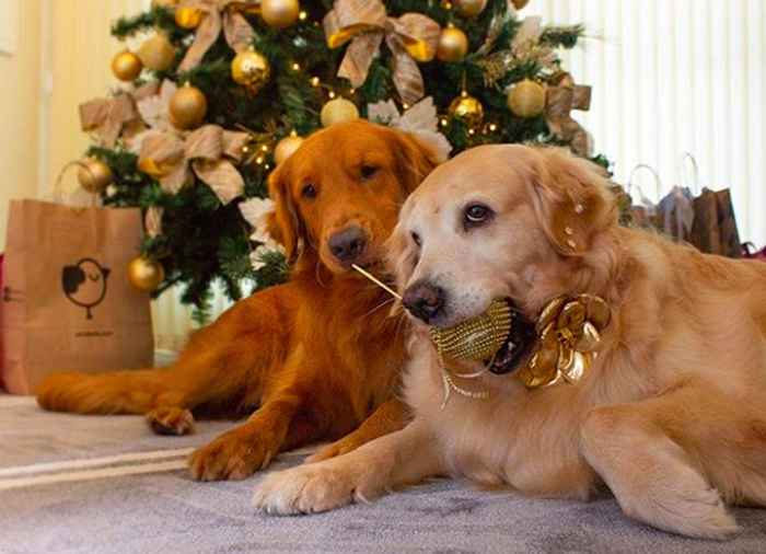 30 chiens très excités pour les Pawlidays