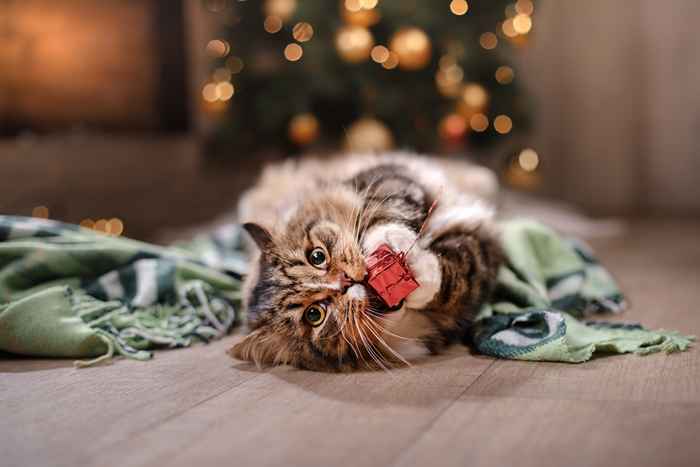 30 regalos navideños increíblemente adorables para su mascota