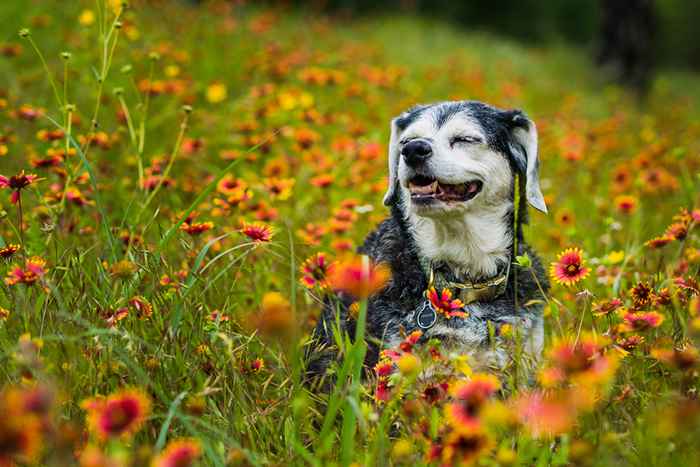 30 Fotos, die zeigen, warum ältere Hunde die besten sind