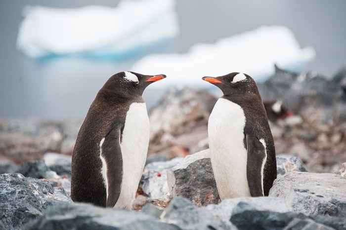 9 fatti sugli animali che ti lasceranno in soggezione di Madre Natura