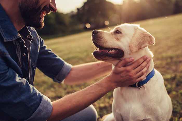 Le propriétaire de chien publie une histoire tragique sur les dangers secrets des colliers de chiens, devient viral