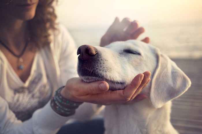 Il nuovo studio scopre che i cani possono annusare convulsioni prima di iniziare