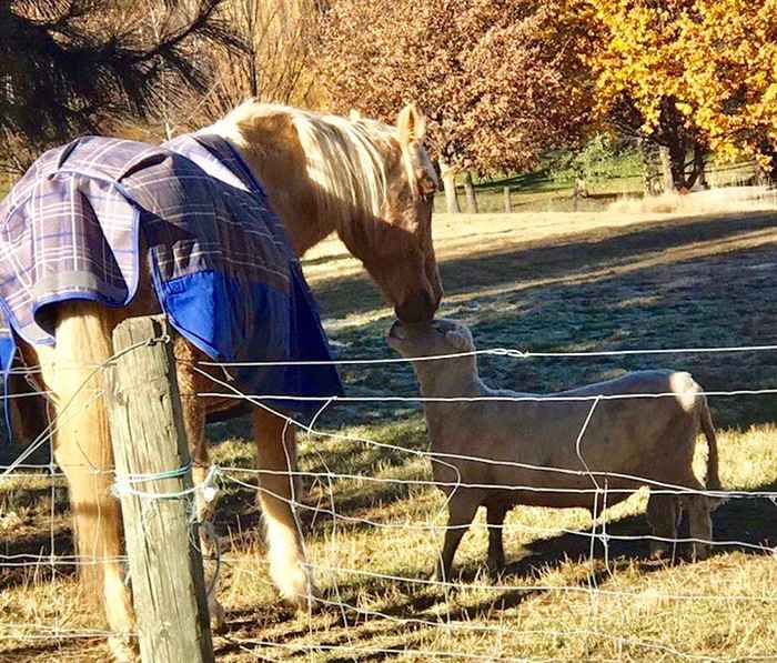 Sam Neill publica um vídeo adorável de seu cavalo de estimação e ovelha, se torna viral