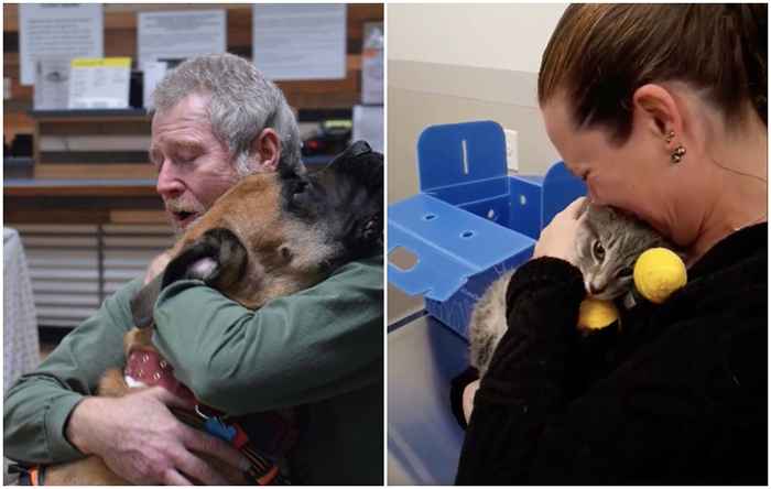 Veja fotos emocionantes de animais de estimação reunidos com proprietários após a Califórnia Wildfire