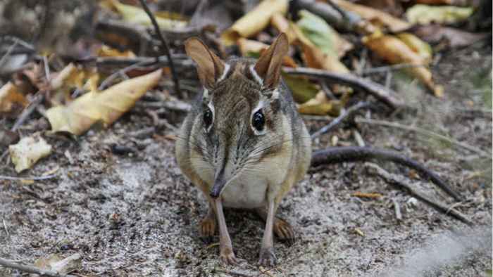 Os 17 animais mais fofos descobertos em 2018