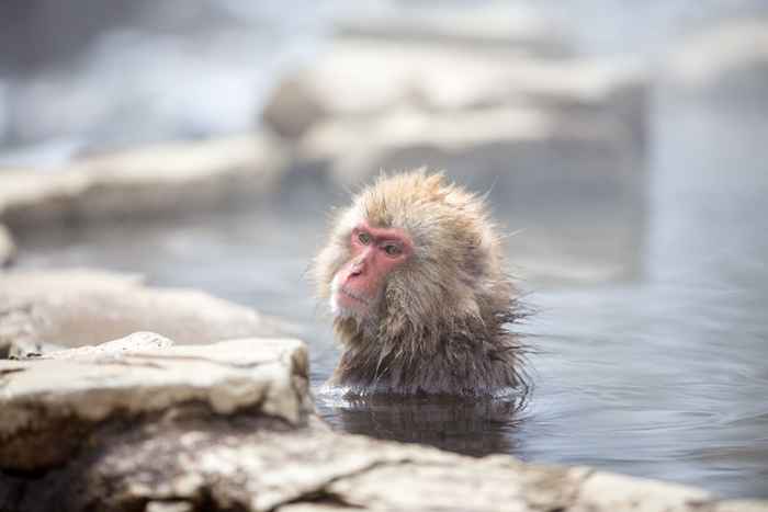 Die 20 seltsamsten Gewohnheiten, die Tiere verwenden, um im Winter warm zu bleiben