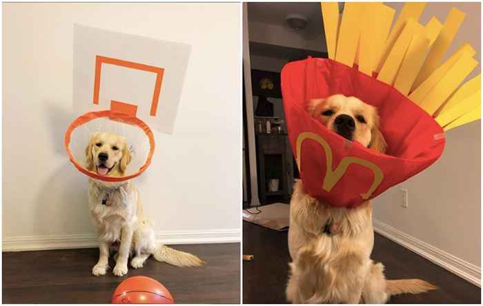 Queste foto del cono esilarante dei costumi di vergogna di un cane faranno la tua giornata