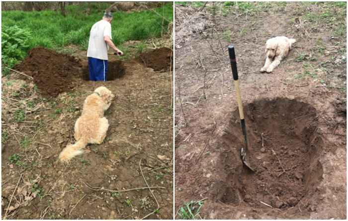 Essas fotos virais de um cachorro observando seu dono cavarem seu túmulo, dê uma guinada para melhor