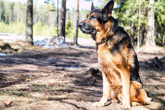 Le souhait final de ce chien devient viral et il est sûr de vous faire pleurer