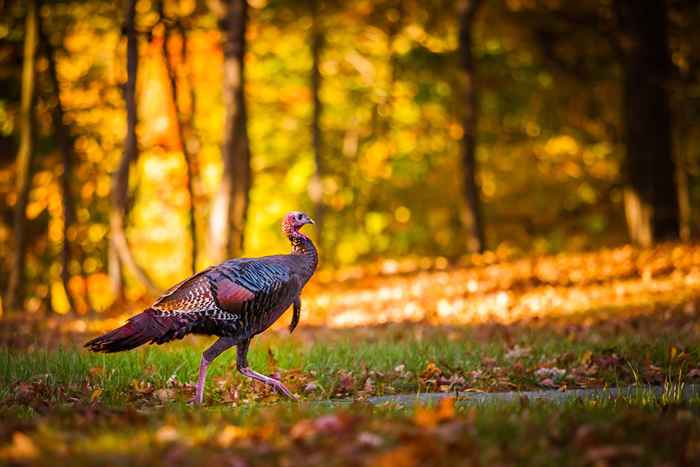 Así es como los pavos obtuvieron su nombre