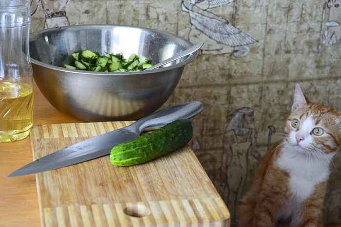 Deshalb haben Katzen Angst vor Gurken