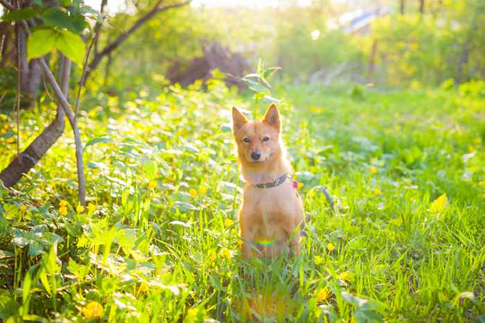 Le tweet de cet homme à propos de son chien soudoyé par un ours devient viral