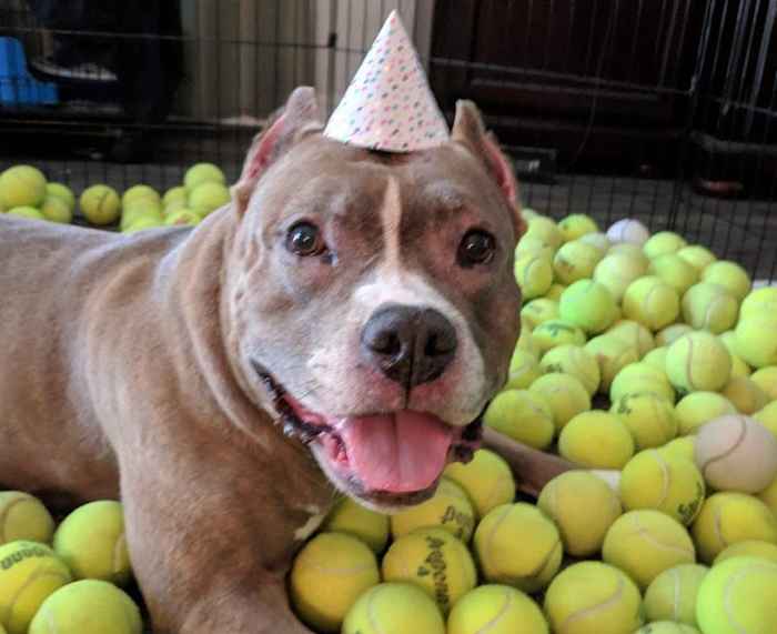 Die Geburtstagsüberraschung dieser Pitbull -Rettung ist die Definition von reiner Freude