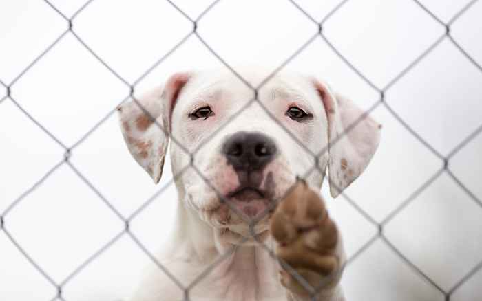 Questa storia virale di una donna che cerca di sbarazzarsi del suo cane anziano ha persone furiose