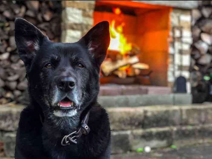 Tweet virale cattura perfettamente il dolore di perdere un animale