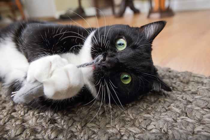 Perché i gatti sono ossessionati da catnip?