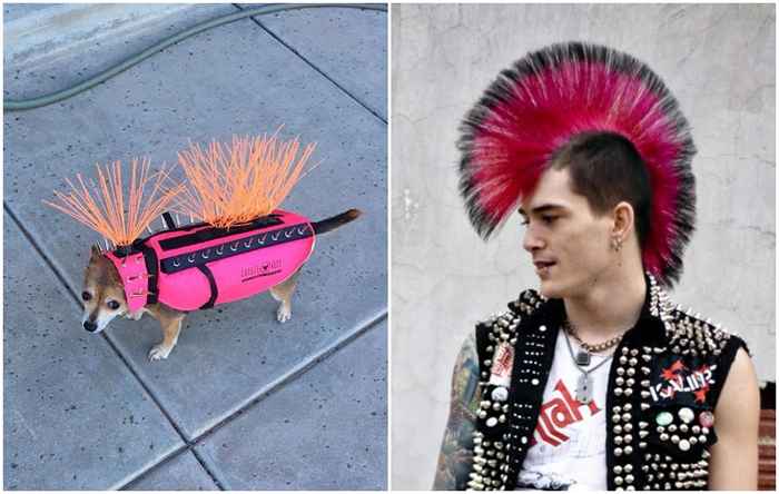 Pourquoi ces gilets de chien anti-coyote flashy deviennent viraux