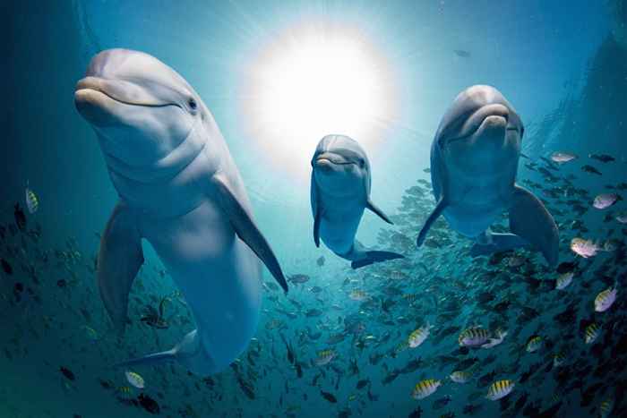 13 hermosas fotos de delfines en la naturaleza