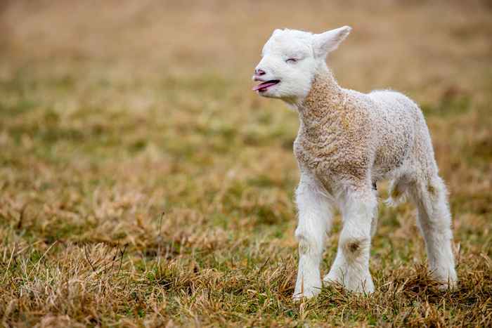 15 supersøt hybriddyr du må se for å tro