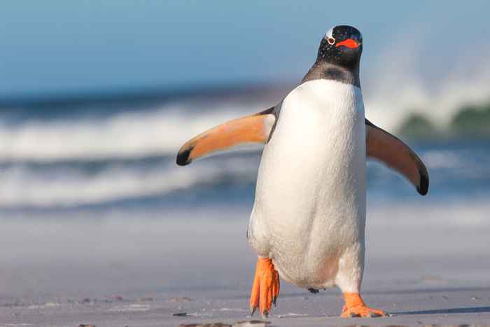 17 fotos lindas de pinguins selvagens