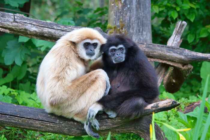 20 animaux tragiquement près de l'extinction