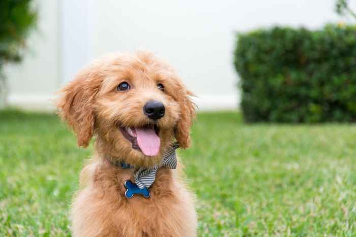 23 Hundefakten, die Sie noch erstaunlicher von Ihrem besten Freund machen werden