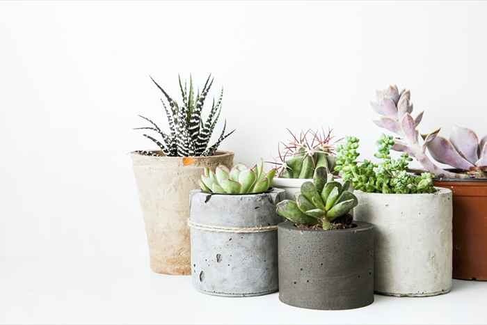 30 plantas que nunca debes traer a tu casa