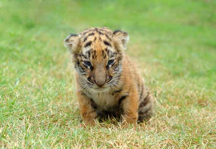 30 photos de bébé super adorables d'animaux super dangereux