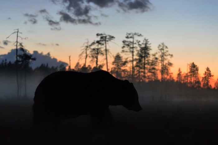 30 animali più difficili che non vorresti mai incontrare in un vicolo oscuro