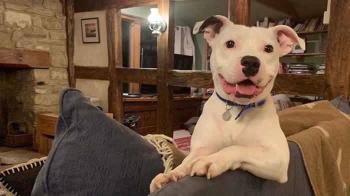 Il cane abbandonato che è diventato virale sta vivendo come un King-Photos