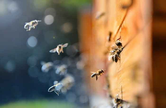 Księgarnia tweety w poszukiwaniu człowieka, który opuścił słoik pszczół, staje się wirusowy