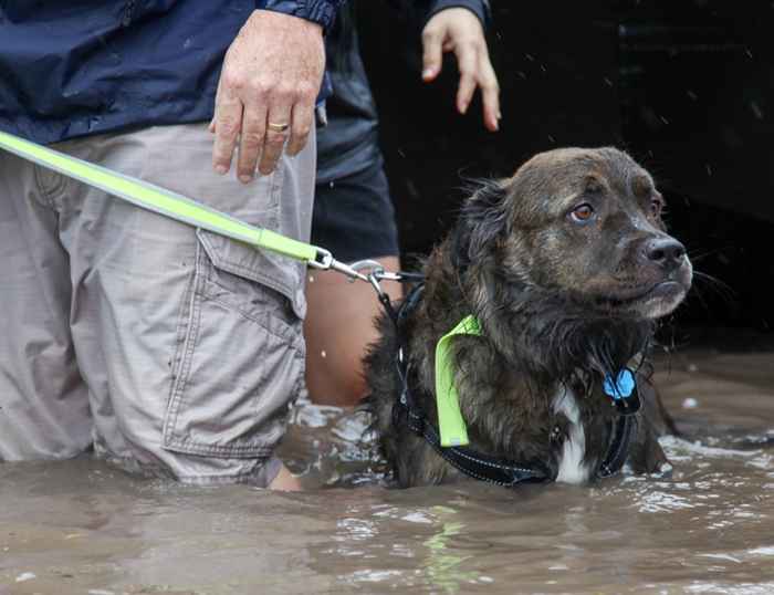 Ecco come proteggere i tuoi animali domestici da Madre Natura