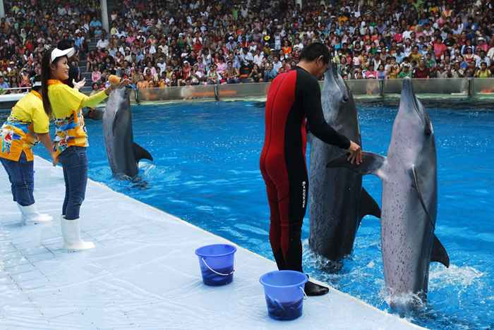 Quão inteligentes são realmente os golfinhos? Um ranking de golfinhos contra outros animais