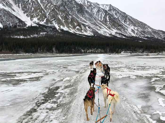 Équipe d'adorables chiens de traîneau qui sont devenus viraux célèbrent iditarod finish-photos