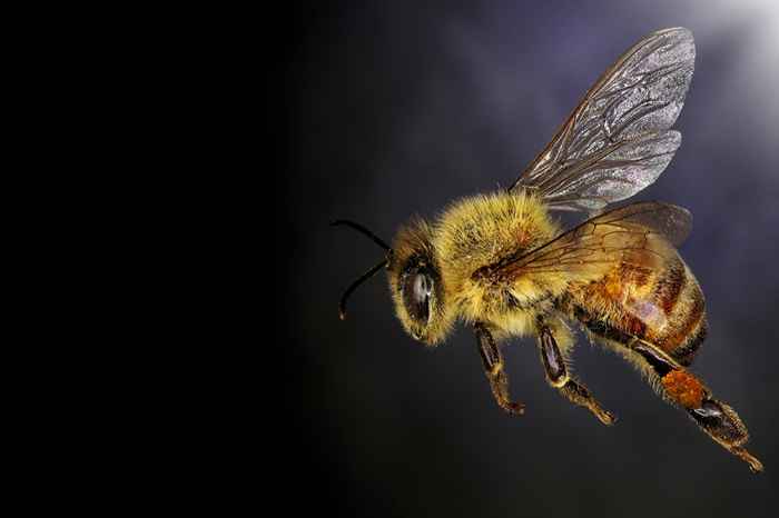 C'est ce qui arrive à votre corps lorsque vous êtes piqué par une abeille