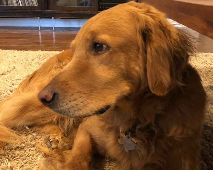 Por que essa história emocionante de um cachorro herói está se tornando viral no Twitter