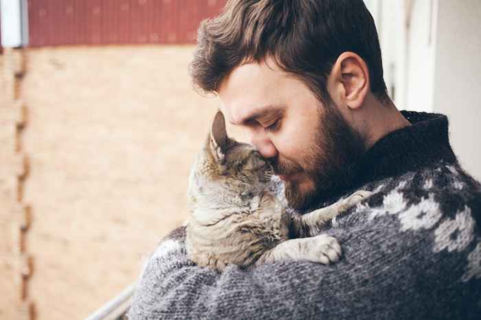 Nunca debes tocar estas partes de tu gato