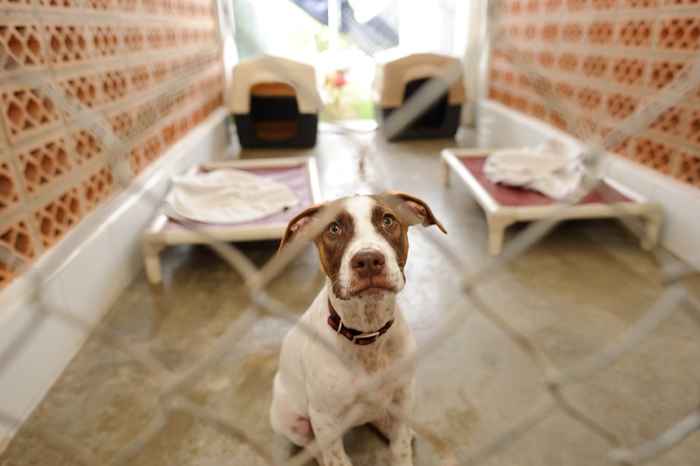 10 Dinge, die Sie wissen müssen, bevor Sie einen Schutzhund adoptieren