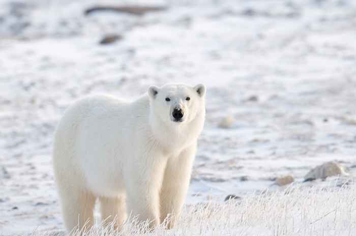 15 faits incroyables sur les ours polaires