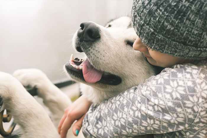 15 Erstaunliche Lektionen für das Leben, die Sie von Ihrem Hund lernen können