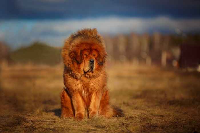 15 razze di cani più soffice che devi guardare adesso