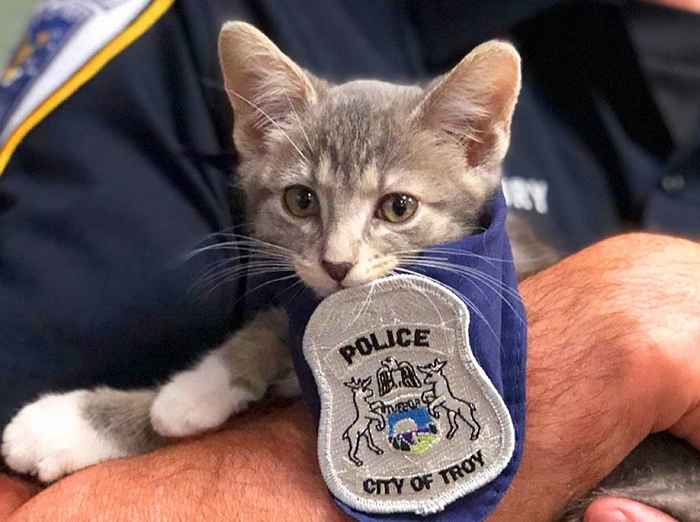 20 animales adorables que también son combatientes del crimen policial