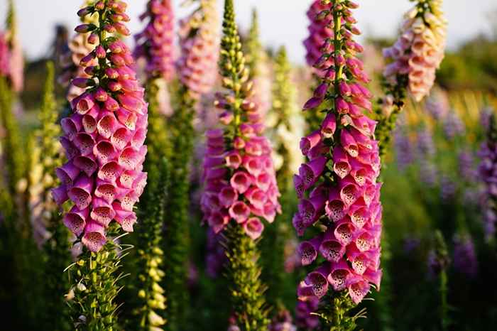 20 plantes dangereuses se cachant dans votre arrière-cour